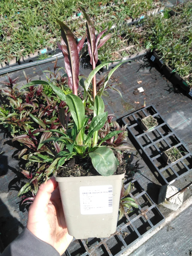 Penstemon Husker Red - 13. 5. 2025