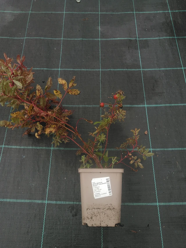 Rose Magical Delight (Kolmade) - 10. 10. 2025