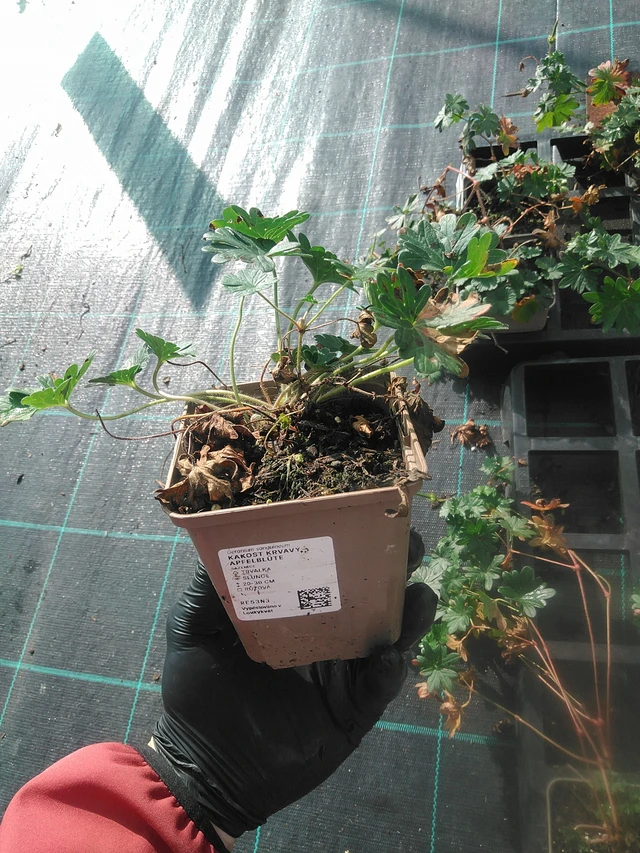 Verikurjenpolvi krvavý Apfelblüte - 13. 10. 2025