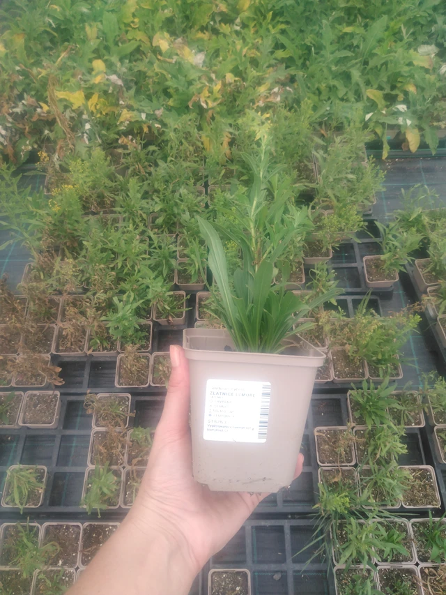 Solidago Lemore - 2024