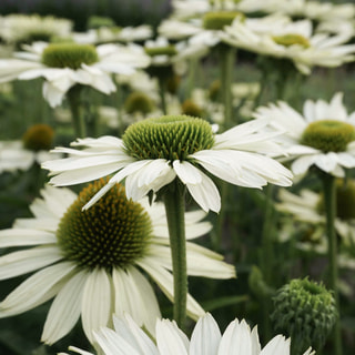 Echinacea Virgin, Loukykvět