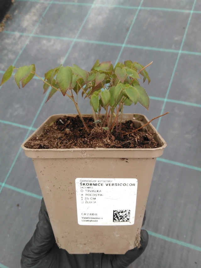 Elfenbloem Versicolor - 1. 4. 2026