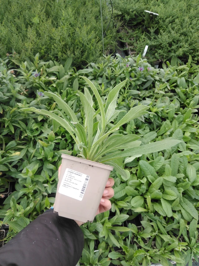 Aciano de montaña - 2024