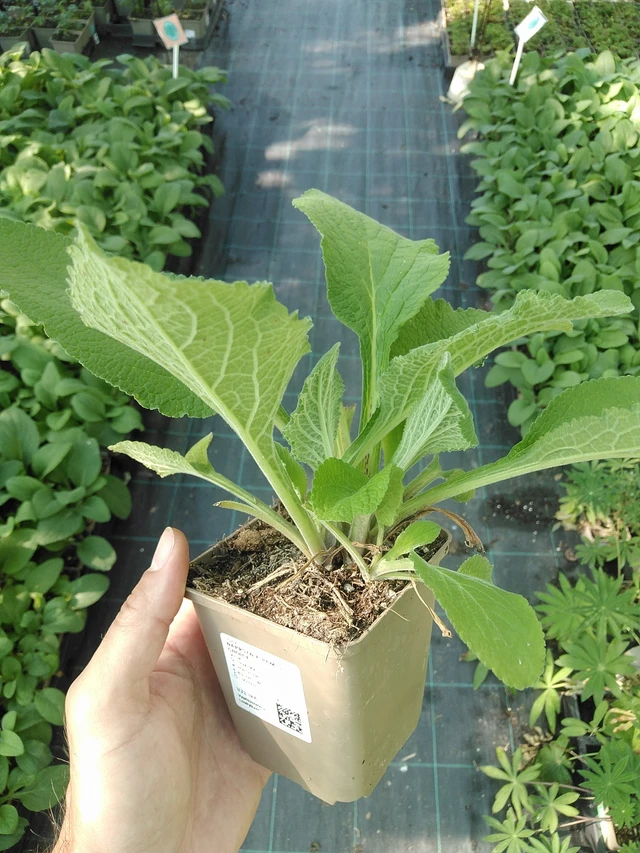 Dedalera Pam’s Choice - 1. 7. 2025