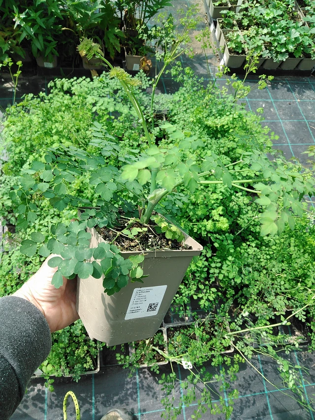 Talictro - 9. 6. 2025