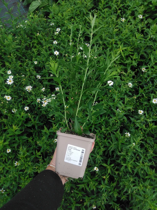 Aster japonés Alba - 2024