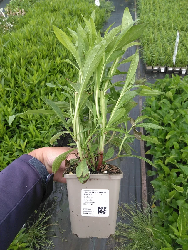 Sneezeweed Helena Red Shades - 11. 7. 2025