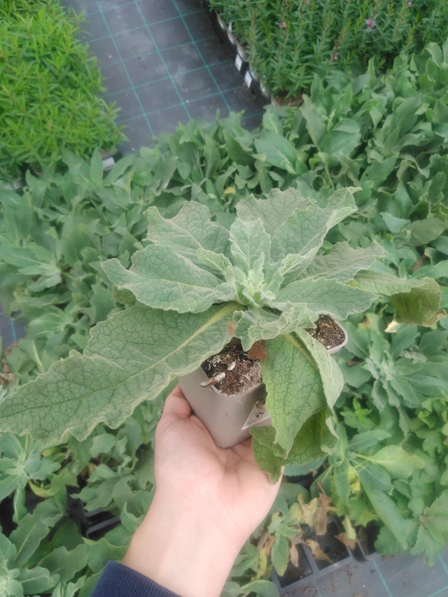 Verbasco Gainsborough - 2024