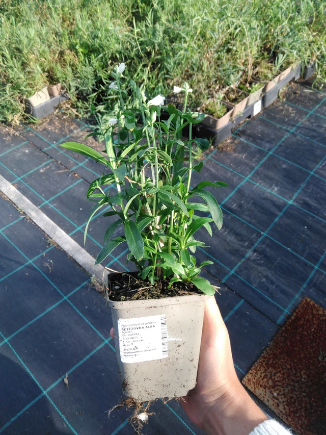 Fisostegia Alba - 11. 9. 2025