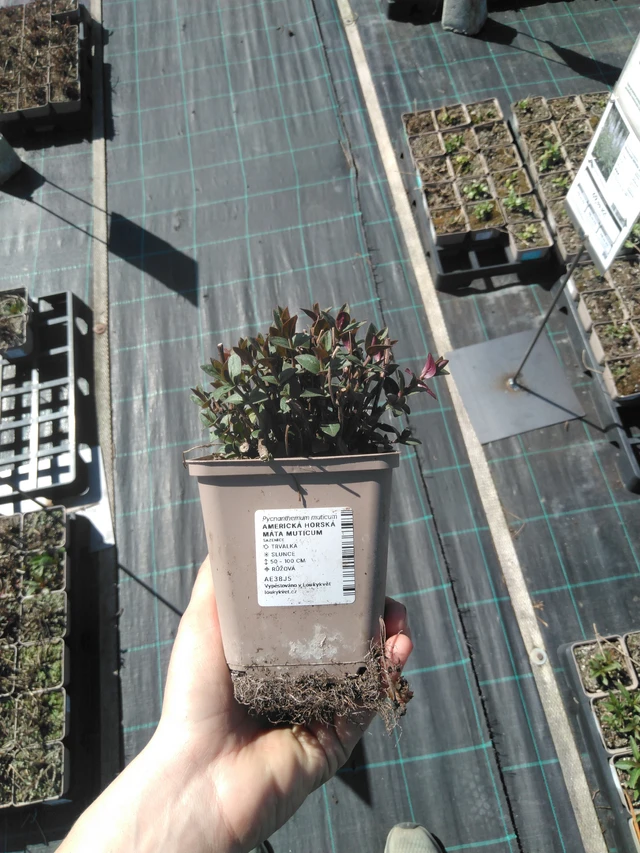 Menta de montaña americana Muticum - 3. 4. 2025