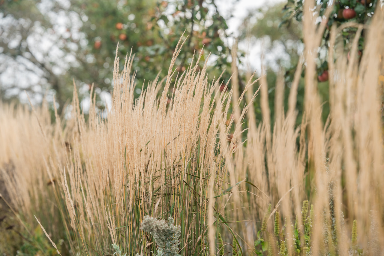 Nádtippan Karl Förster, Loukykvět