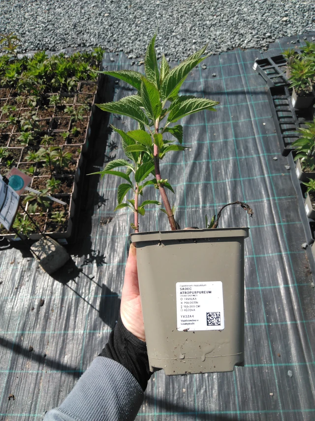 Maitohorsma Atropurpureum - 13. 5. 2025