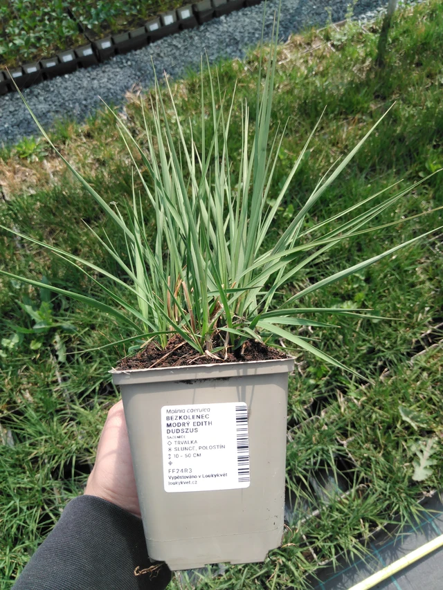 Nurmilauha Edith Dudszus - 13. 5. 2025