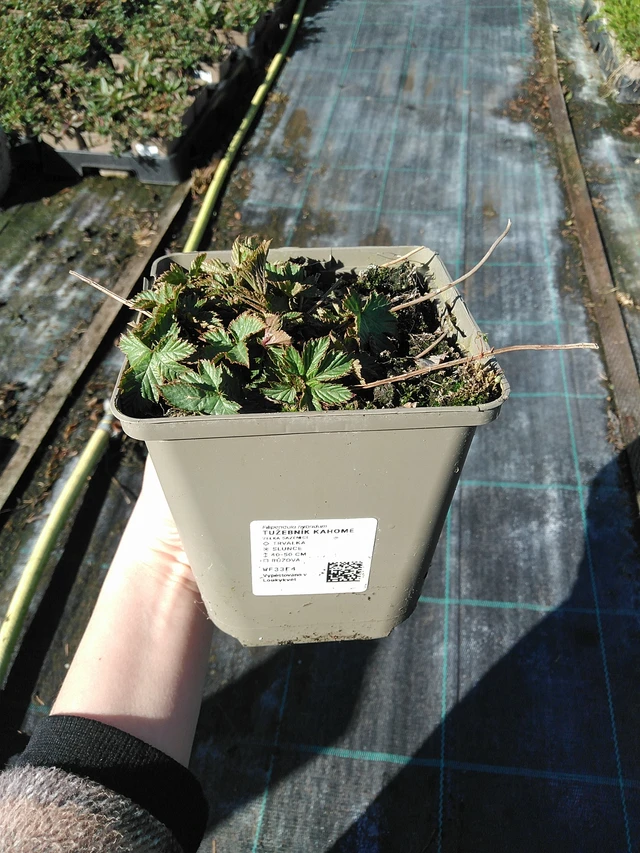 Wiązówka Kahome - 7. 4. 2026