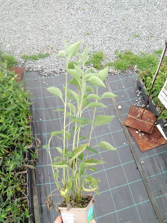 Rudbeckia Henry Eilers - 21. 7. 2025