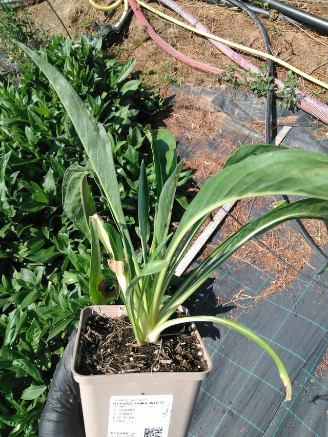 Hlaváč Fama White - 3. 7. 2025