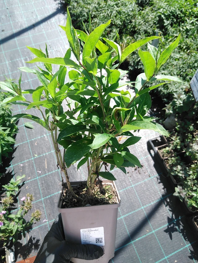 Flox Minnehaha - 19. 8. 2025