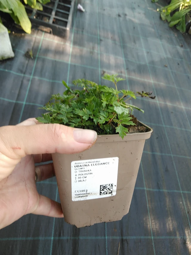 Udatna Elegance - 19. 8. 2025