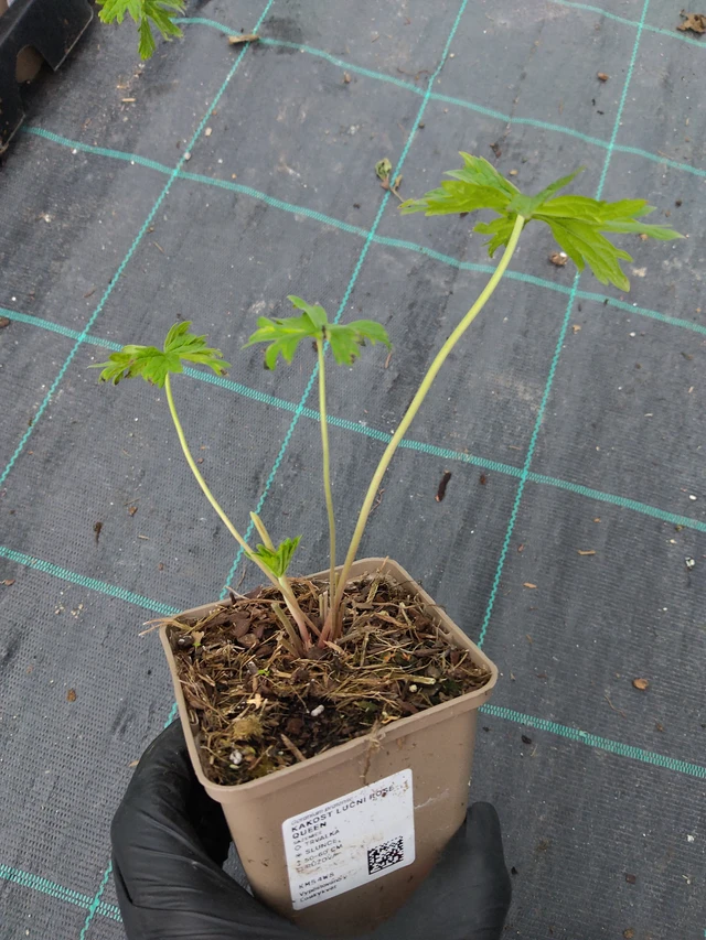 Kurjenpolvi Rose Queen - 11. 9. 2025