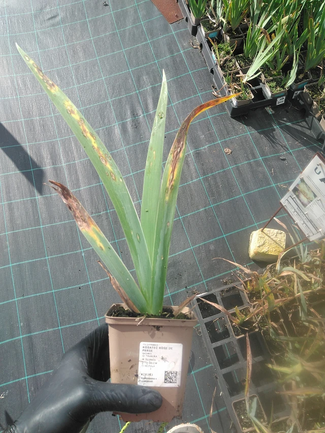 Iiris Rose de Perse - 13. 10. 2025