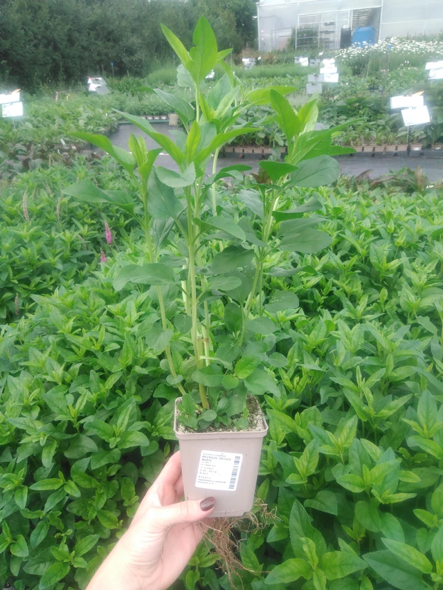 Veronika Skyler White - 2024