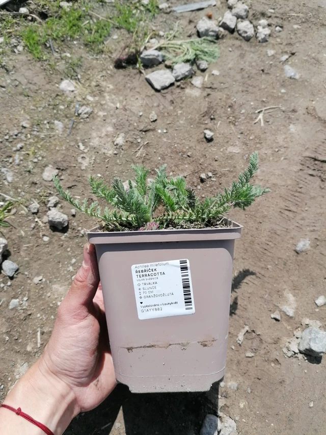 Řebříček Terracotta - 2024