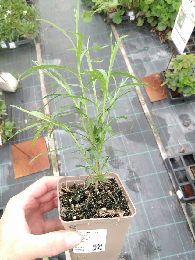 Aster Pink Star - 21. 7. 2025