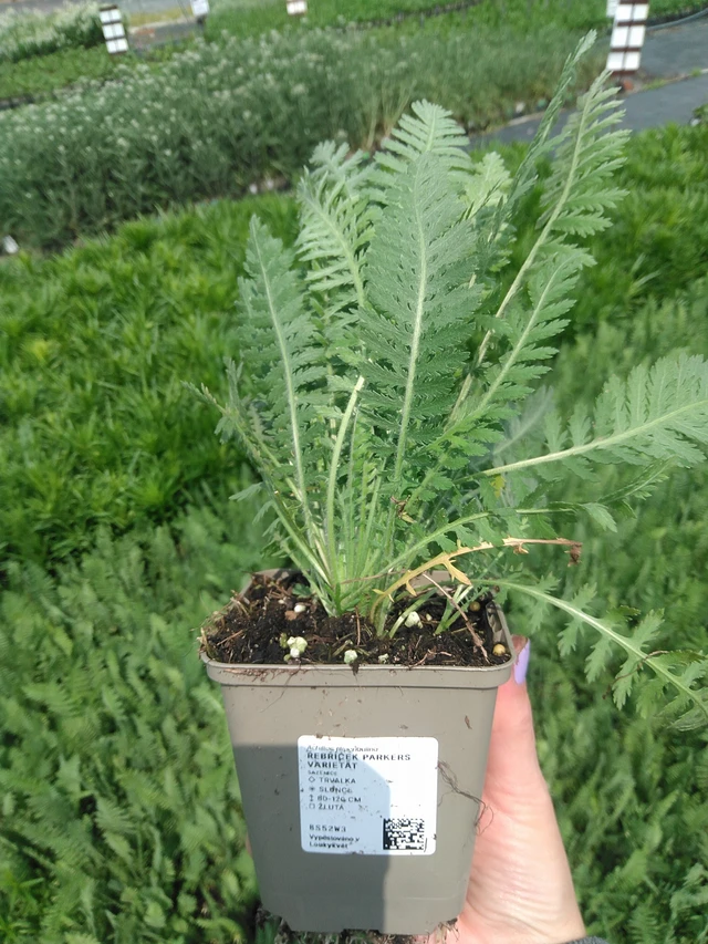 Achillée Parkers Varietät - 9. 6. 2025