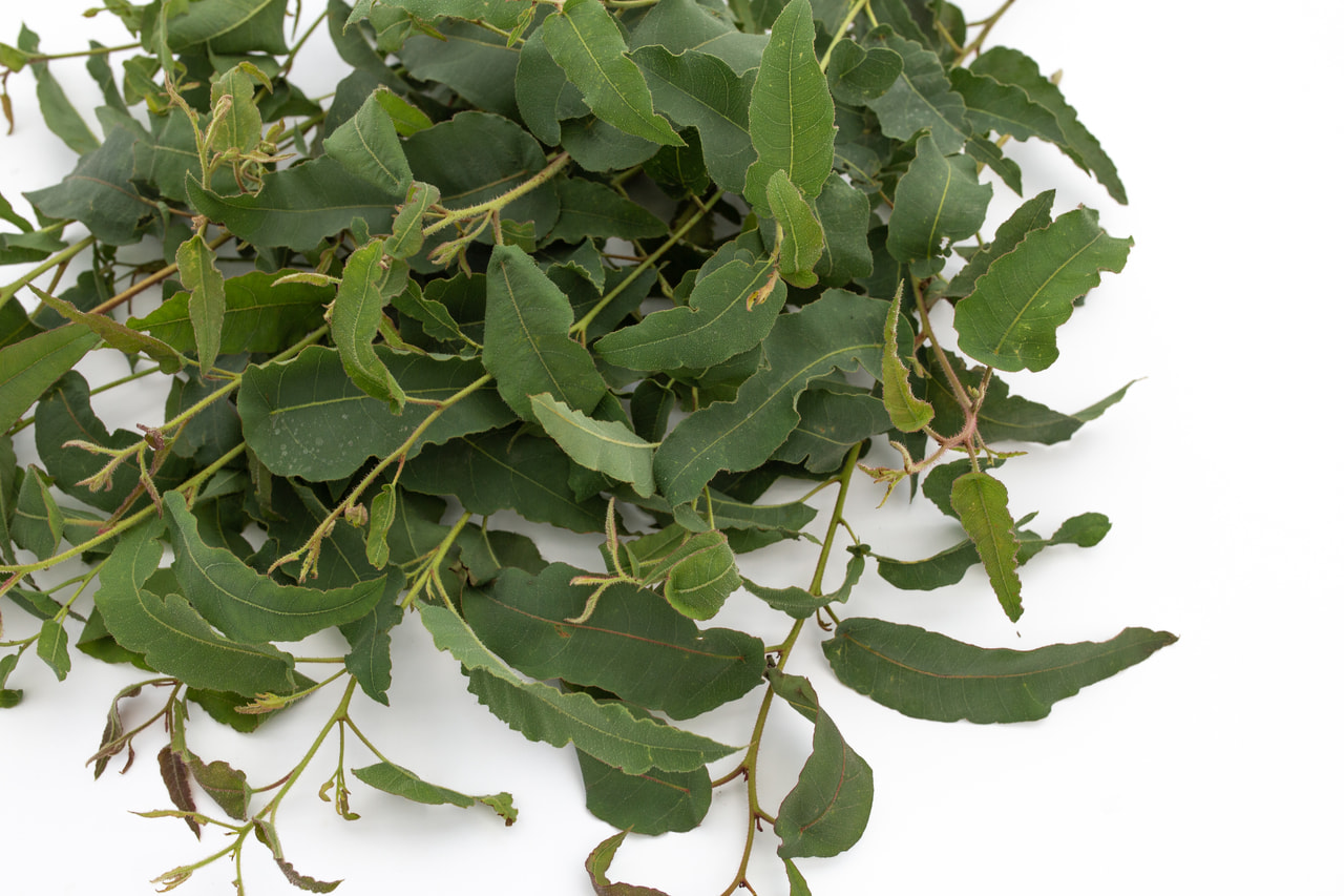 Eukalyptus citrónový, Loukykvět