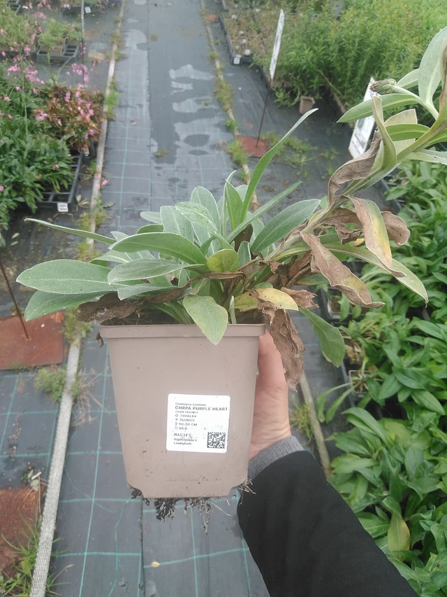 Aciano Purple Heart - 10. 10. 2025