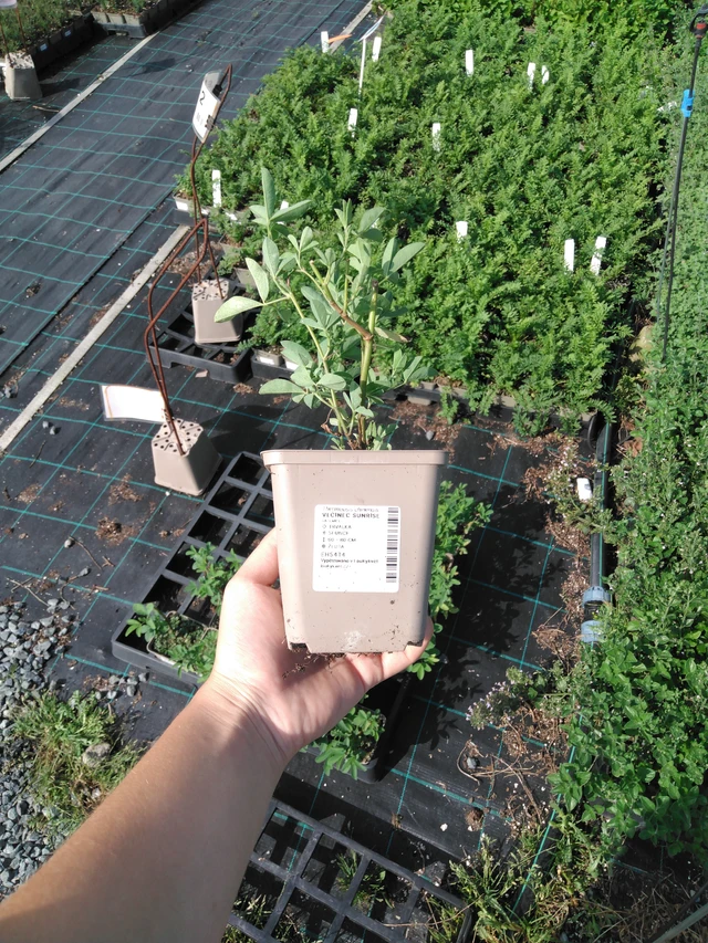 Lupine Sunrise - 2024