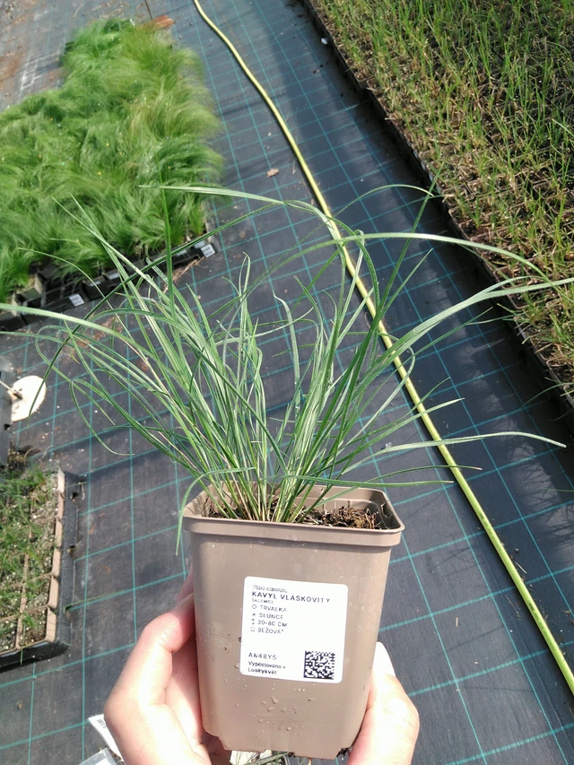 Töyhtövilja vláskovitý - 24. 6. 2025