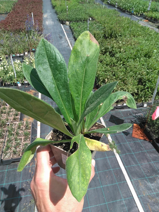 Aciano de montaña - 24. 6. 2025