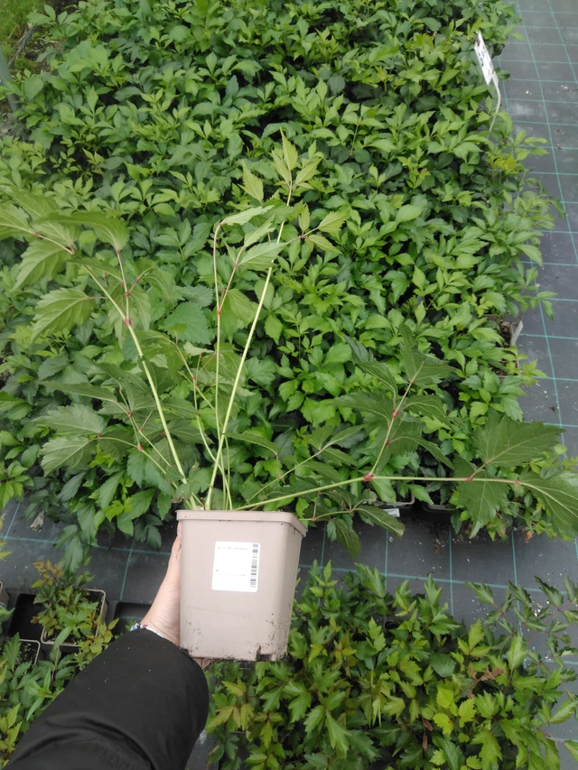 Astilbe Diamant - 2024