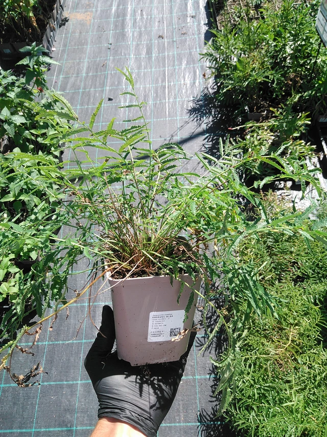 Krvavec Alba - 19. 8. 2025