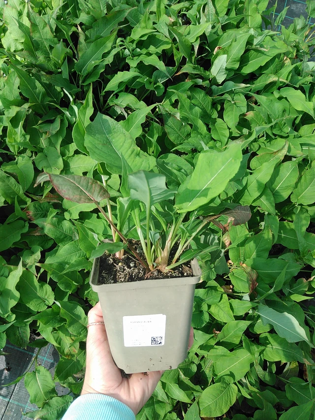 Persicaria Alba - 9. 6. 2025