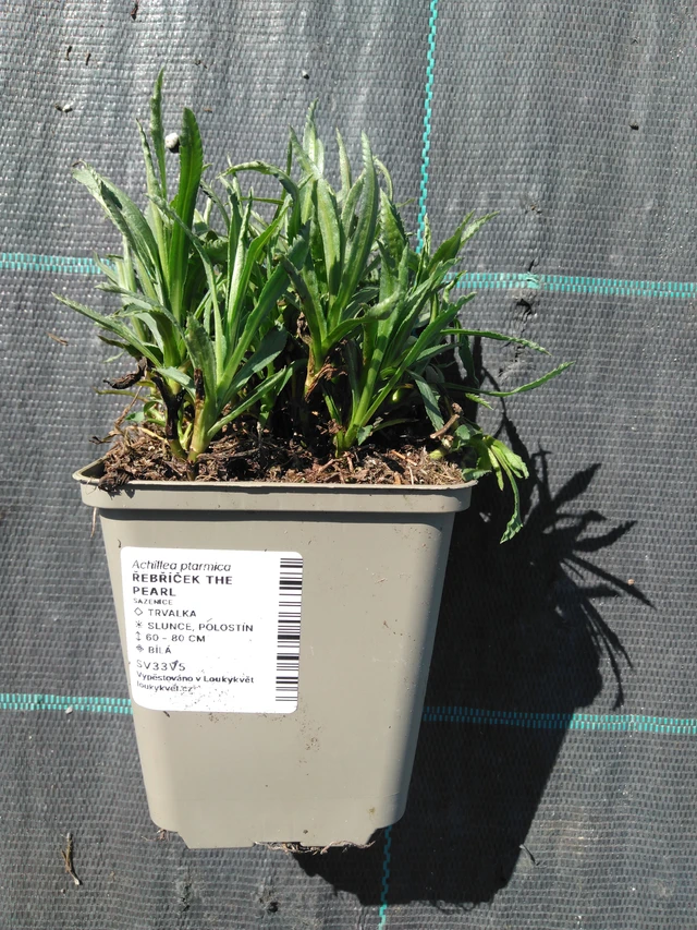 Milenrama The Pearl - 3. 4. 2025