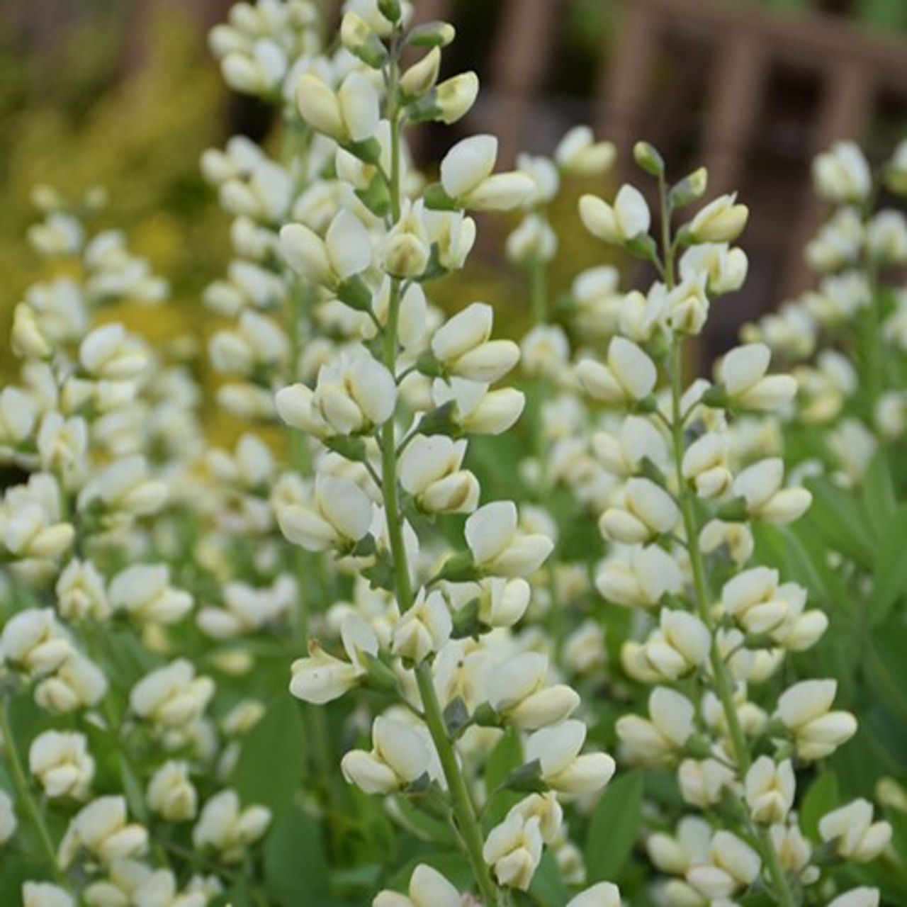 Baptisia Vanilla Cream, Loukykvět