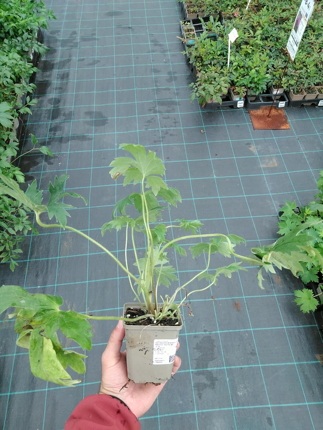 Espuela de caballero Benary’s Pacific Astolat - 28. 7. 2025