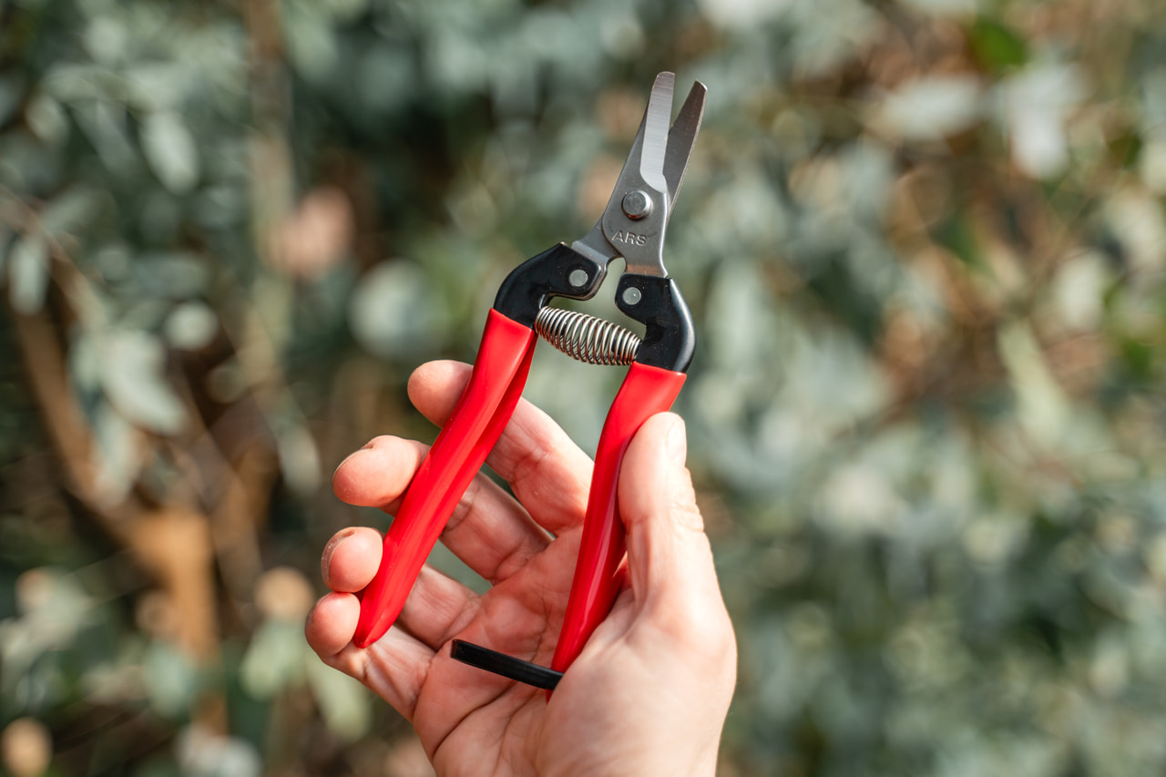 Floristické nůžky na sklizeň, Loukykvět