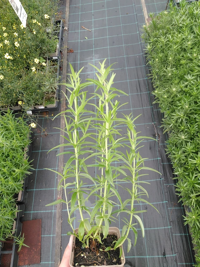 Amerikanvuoriminttu Virginianum - 7. 7. 2025