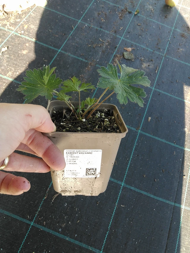 Kurjenpolvi Rozanne - 19. 8. 2025