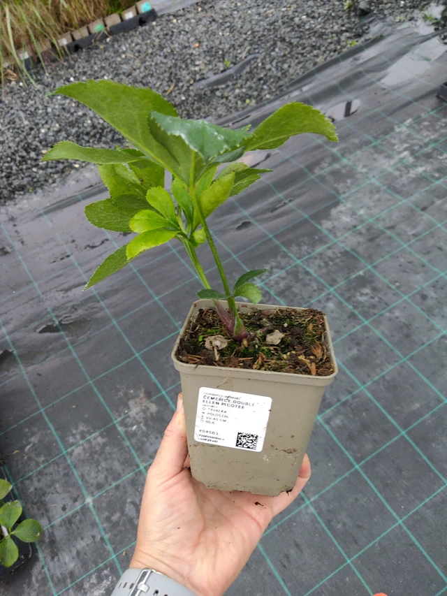 Čemeřice Double Ellen Picotee - 10. 9. 2025