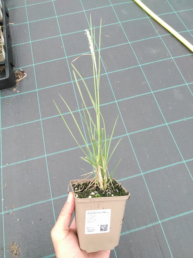 Pěchava podzimní - 21. 7. 2025