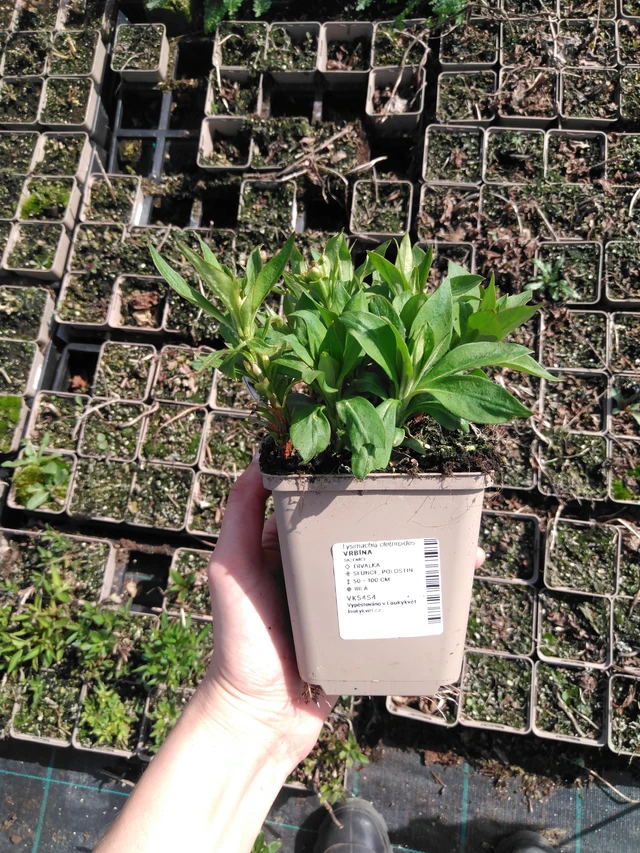 Lisimaquia curvada - 2024