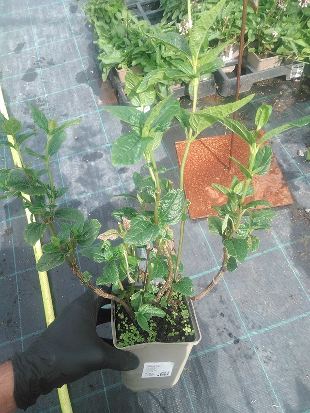 Coreopsis Asahi - 10. 9. 2025