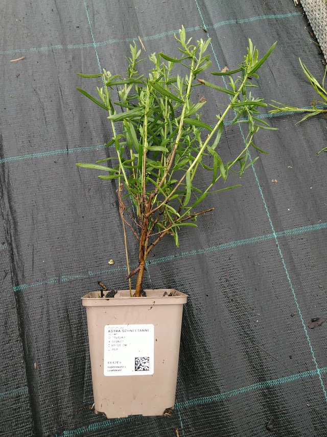 Aster Schneetanne - 10. 9. 2025