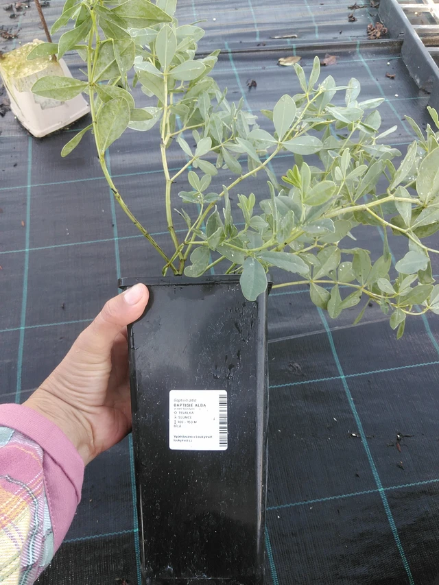 Baptisia Alba - 11. 9. 2025