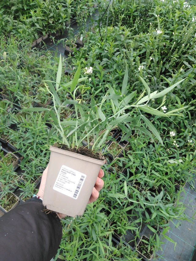 Hajuherne Pink Pearl - 2024