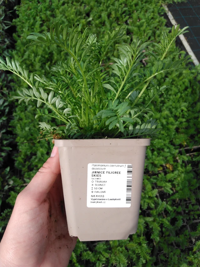 Astrantia Filigree Skies - 2024